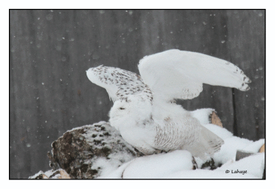 Harfang des neiges / Bubo scandiacus / Snowy Owl