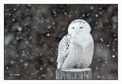 Harfang des neiges / Bubo scandiacus / Snowy Owl