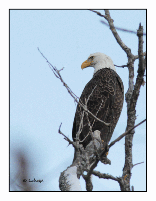 Pygargue  tte blanche / Haliaeetus leucocephalus / Bald Eagle