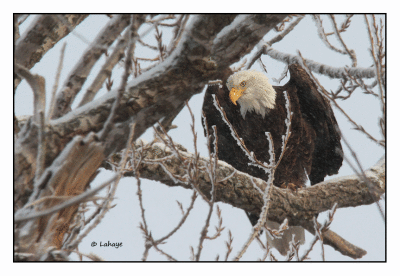 Pygargue  tte blanche / Haliaeetus leucocephalus / Bald Eagle