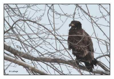 Pygargue à tête blanche Immature / Haliaeetus leucocephalus / Bald Eagle