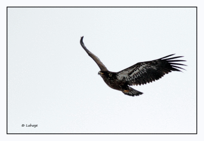 Pygargue à tête blanche Immature / Haliaeetus leucocephalus / Bald Eagle