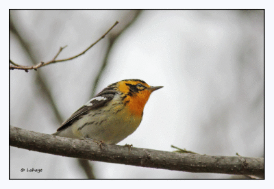 Paruline  gorge orange / Blackburnian Warbler / Dendroica fusca