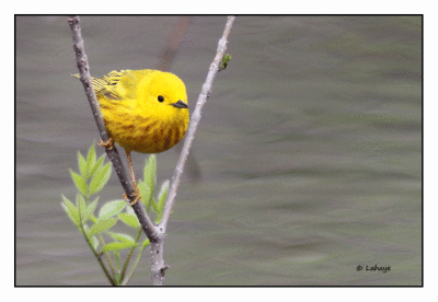 Paruline jaune / Yellow Warbler / Dendroica petechia