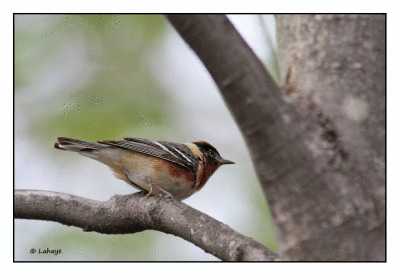 Paruline  poitrine baie / Bay-breasted Warbler / Dendroica castanea