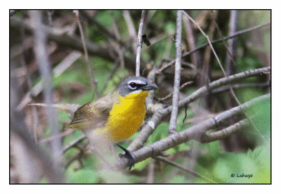 Paruline polyglotte / Yellow-breasted Chat / Icteria virens