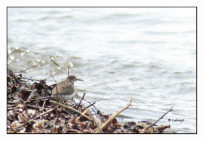 Chevalier grivel / Spotted Sandpiper / Actitis macularius