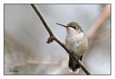 Colibri  gorge rubis Fem / Ruby-throated Hummingbird / Archilochus colubris