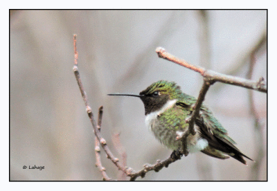 Colibri  gorge rubis Male / Ruby-throated Hummingbird / Archilochus colubris