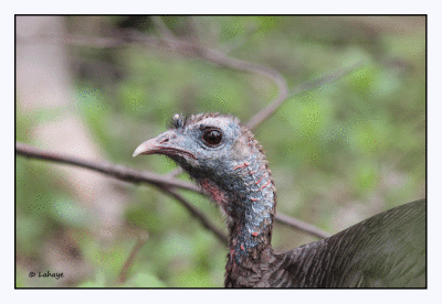 Dindon sauvage / Wild Turkey / Meleagris gallopavo