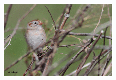 Bruant des champs / Field Sparrow / Spizella pusilla