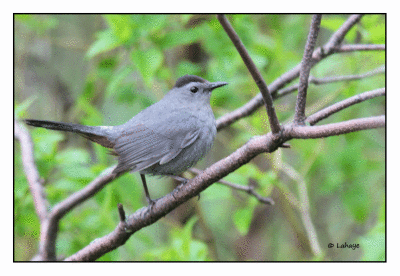 Moqueur chat / Gray Catbird / Dumetella carolinensis