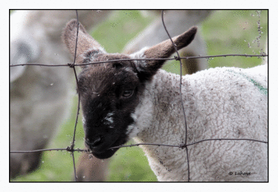 Mouton / Sheep