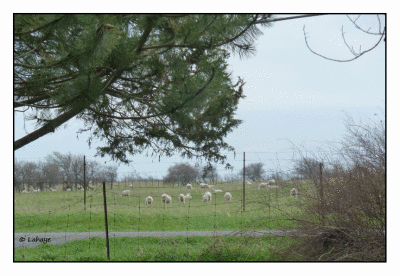 Amherst Island, Ontario