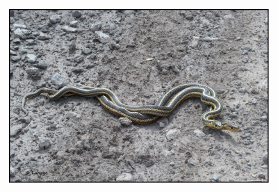Couleuvres / Snakes
