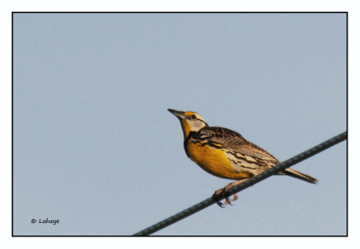 Sturnelle des prs / Sturnella magna / Eastern Meadowlark