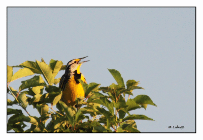 Sturnelle des prés / Sturnella magna / Eastern Meadowlark