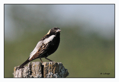 Goglu des prs / Dolichonyx oryzivorus / Bobolink