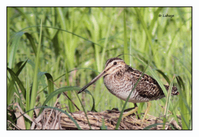 Bcassine de Wilson / Gallinago delicata / Wilson's Snipe