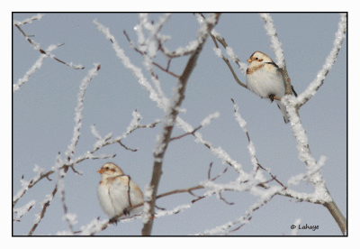 Plectrophane des neiges / Plectrophenax nivalis / Snow Bunting