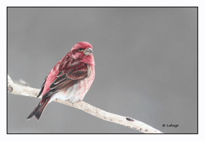 Roselin pourpré / Carpodacus purpureus / Purple Finch