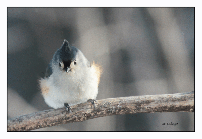 Msange bicolore / Badolophus bicolor / Tufted Titmouse