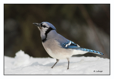 Geai bleu / Cyanocitta cristata / Blue Jay