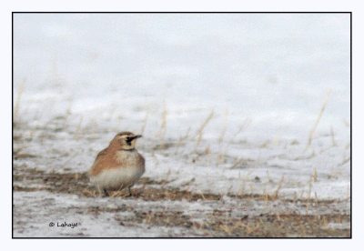 Al;ouette hausse-col / Eremophila alpestris / Horned Lark