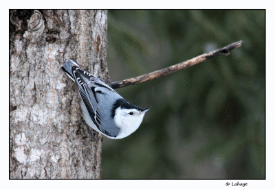 Sittelle  poitrine blanche / Sitta carolinensis / White-breasted Nuthatch