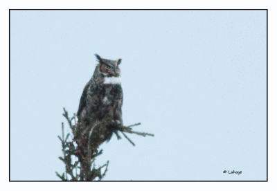 Grand-duc d'Amrique / Bubo virginianus / Great Horned Owl