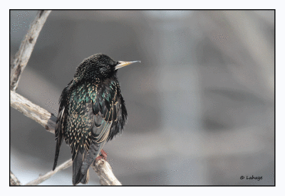 tourneau sansonnet / Sturnus vulgaris / European Starling