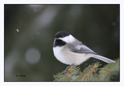 Msange  tte noire / Poecile atricapillus / Black-capped Chickadee