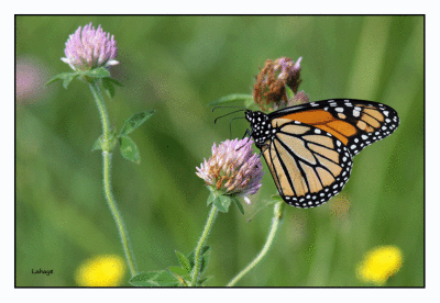 Monarque (Danaus Plexippus)