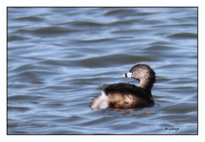 Grèbe à bec bigarré / Podilymbus podiceps / Pied-billed Grebe