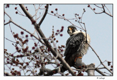 Faucon plerin / Falco peregrinus / Peregrine Falcon