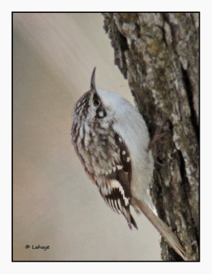 Grimpereau brun / Certhia americana / Brown Creeper