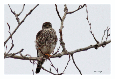 Faucon émérillon / Falco columbarius / Merlin