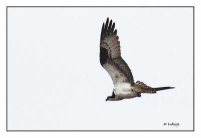 Balbuzard pêcheur / Pandion haliaetus / Osprey