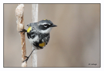 Paruline  croupion jaune male / Dendroica coronata / Yellow-rumped Warbler