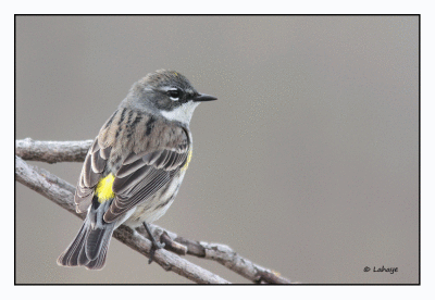 Paruline  croupion jaune fem. / Dendroica coronata / Yellow-rumped Warbler