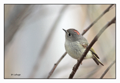 Roitelet  couronne rubis / Regulus calendula / Ruby-crowned Kinglet