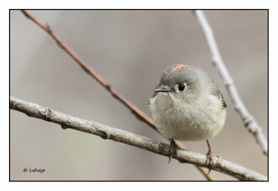 Roitelet  couronne rubis / Regulus calendula / Ruby-crowned Kinglet