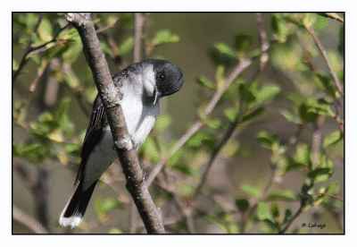 Tyran tritri / Tyrannus tyrannus / Eastern Kingbird