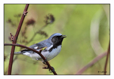 Paruline bleueDendroica caerulescens / Black-throated Blue Warbler