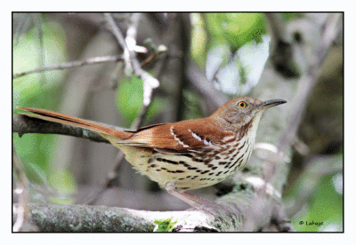 Moqueur roux / Toxostoma rufum / Brown thrasher