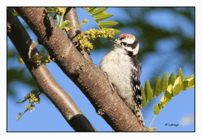 Pic mineur / Picoides pubescens / Downy Woodpecker