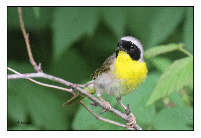 Paruline masquée / Geothlypis trichas / Common Yellowthroat