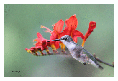 Colibri à gorge rubis / Archilochus colubris / Ruby-throated Hummingbird
