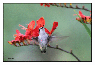 Colibri  gorge rubis / Archilochus colubris / Ruby-throated Hummingbird