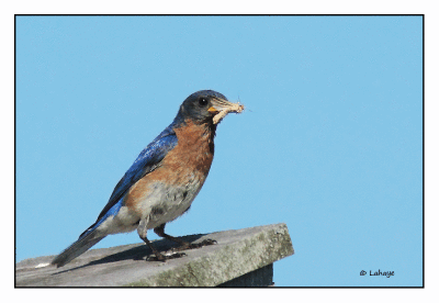 Merlebleu de l'est male / Sialia sialis / Eastern Bluebird